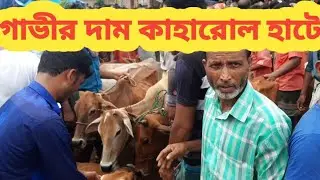 5 September, দিনাজপুরের ঐতিহ্যবাহী কাহারোল হাট থেকে গাভীর দাম ||