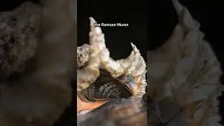 The GORGEOUS Ramose Murex!