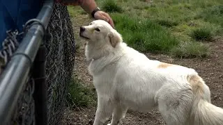Bend Parks, police reminding dog owners about leash rules this week