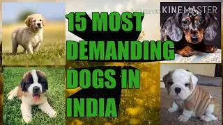 15 Most Demanding Dogs in india 🇮🇳💪#GABBAR_the_gsd