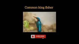 Common king fisher❤️☠️💚  #wildlife #photography #nikonp900 #beautifulbird #shortvideo #viralvideo