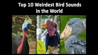 Top 10 Weirdest Bird Sounds That Don&rsquo;t Sound Real