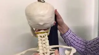 Cervicogenic headache treatment (SNAG)