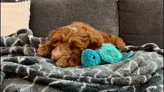 Calm Piano Music for Dogs & Homes 🐾 | Focus, Sleep & Relaxation (24/7 Live)
