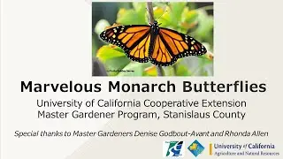 Butterflies: Marvelous Monarch Butterflies