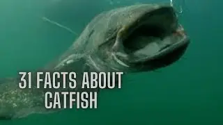 31 Cool Facts About Catfish. Be Careful, This Catfish Can Send You To The Hospital
