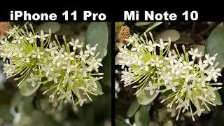 Сравнение камер Xiaomi Mi Note 10 и iPhone 11 Pro