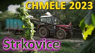 CHMELE 2023 #Strkovice // Hopfenernte // Hops harvesting