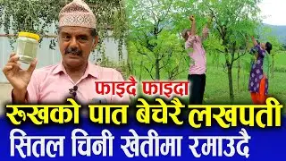 रुखको पात बेचेरै लखपती, सितल चिनी (मोरिङ्गा) खेतीमा रमाउदै यो जोडी, फाइदै फाइदा Moringa Kheti Nepal