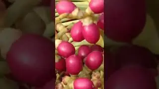 Indian Dates / Eecham Pazham / organic dates / wild fruits / nutritious dates #Shorts