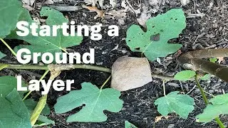 Ground Layering A Fig Tree