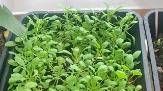 Mini Vegetable Farm