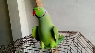 Amazing Ringneck parrot 🦜🦜