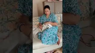 My sweet kids # #shortslover #petshub #petlover #mypets #dogshorts #doglife