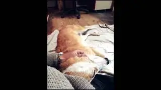 MEG CERCA CASA - ADOTTATA