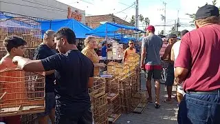 [ PARTE 1 ] HOJE A FEIRA DO CORDEIRO ESTAVA TOP DAS GALÁXIAS GRAÇAS A DÉUS 🙏