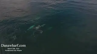 Dana Wharf spots a pod of 5 Gray Whales