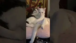 Cat Life is Good! |WujiKitty #lazycats #cutecats #catshorts #cats