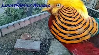 Faisán Dorado