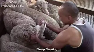 How Wool are Made Amazing Sheep Factory Wool Processing Mill