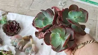 Kargom geldi  neler almışım beraber bakalım🌺🌹#succulent #youtube #benionecikar 