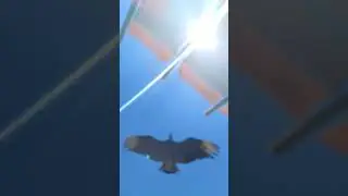 Vulture flies overhead during live show. #live #zoo #wildlife #animals
