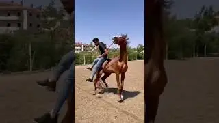 #horse #riding #tricks #shorts #video #amazing