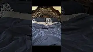 Bed hog&hellip;I mean, dog #viral #dog