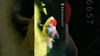 Redcap Oranda Goldfish | Fancy goldfish | Best Aquarium fish | #goldfish #redcap #oranda #aquarium