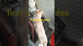 first shots vidoe #dog #fully #subscribers #video #viral #vtuber #2023 #fully friendLabra