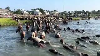 These ponies can swim! 🐴🌊