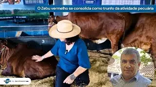 Genética e suplementação expressam a evolução da raça Sindi | Noticiário Tortuga