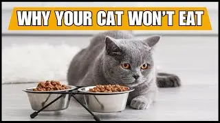 Pourquoi mon chat ne mange-t-il pas ? 😿 Raisons choquantes et solutions rapides !