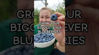 Biggest Ever Blueberries - My 5 Top Tips!