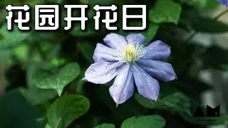 花花开好啦，小花园里都有啥【园丁小饭】*4k