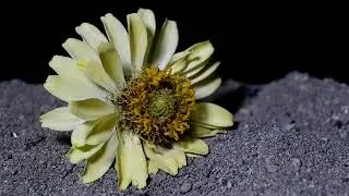 flower burn in reverse | gas torch vs flower