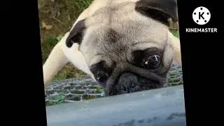 sorry for the trash editing lol 😆(Steve from stranger things vs my pug)