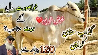 Gadap Mandi Karachi | 12 January 2025 | Cow Mandi 2025