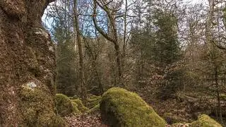 Knarled Oak verticle timelapse
