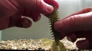 Zoom Z Craw tank test