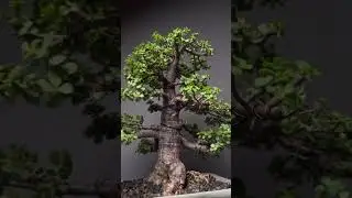 My 20 years old jade Bonsai Tree #shorts #bonsaitree #bonsai #jadebonsai