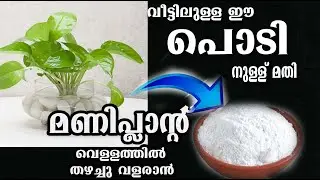 Money plant needs no soil or fertilizer to thrive /poppy happy vlogs/malayalam