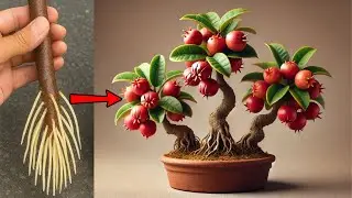 MORRIA E NÃO SABIA: É ASSIM Que A Estaca Vira Planta Saudável