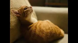 迷い猫