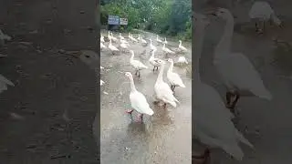 Duck happy #ducks #happy #dance #new
