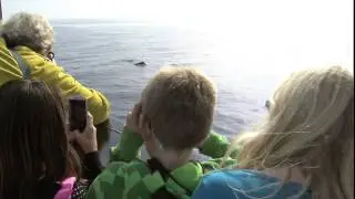 Weekend Explorer-Gray Whale Watching San Diego