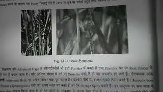 Black And Stem Rust (Disease of wheat) 🌾🌾2024