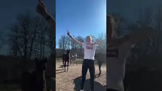🐴💃🏼🤪 #horse #equestrian #reel #tiktok #dance #trend #viral #reels #short #shorts