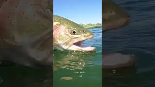 What an INTENSE FIGHT 🐷 #fishing #fish #flyfishing #trout #troutfishing #bigtrout #troutbum #catch