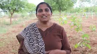 மூங்கீல் அரிசி ...!12 வருட  அரிசியா..!
